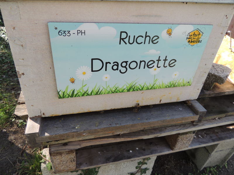 La ruche Dragonette