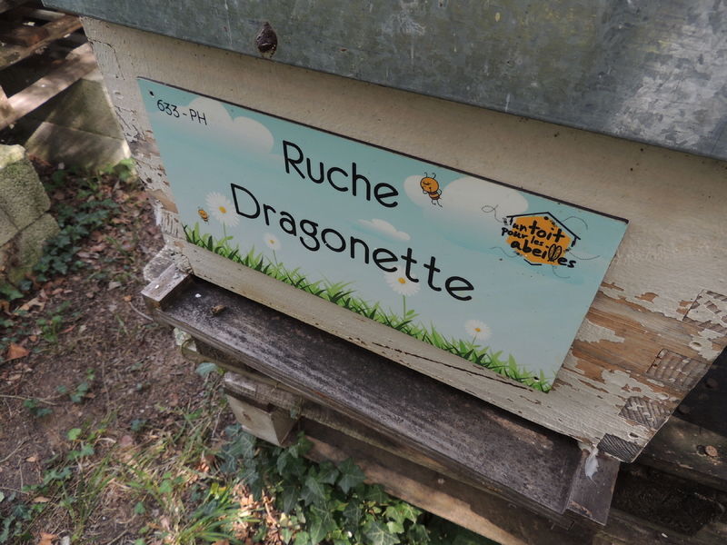 La ruche Dragonette