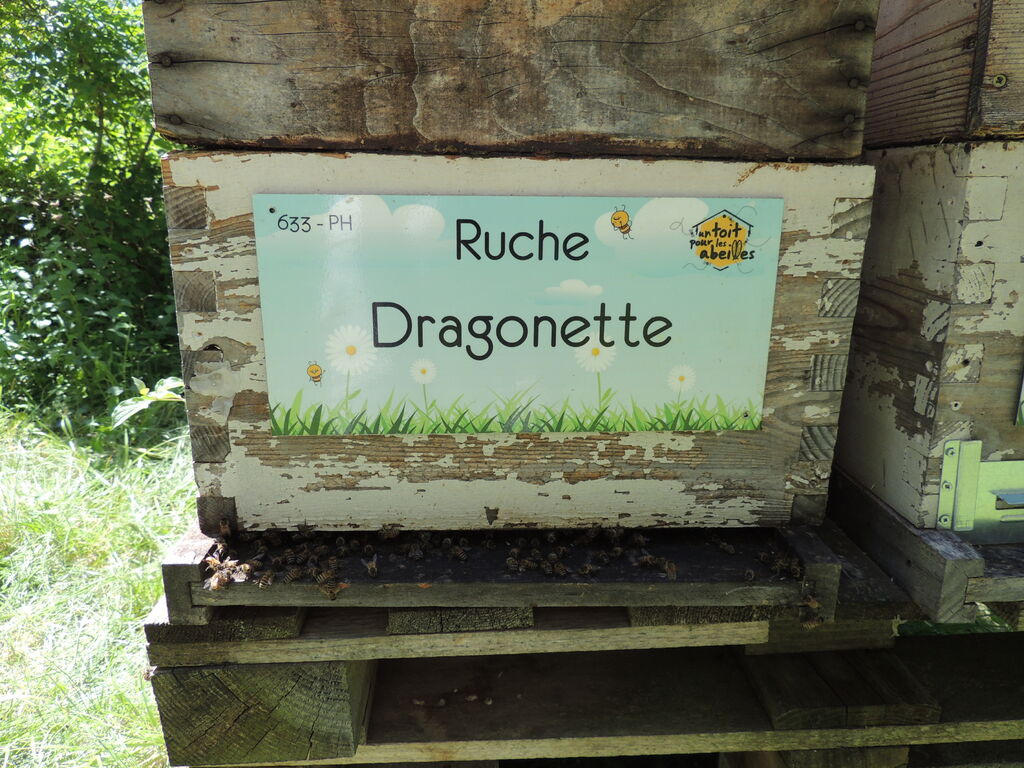 La ruche Dragonette