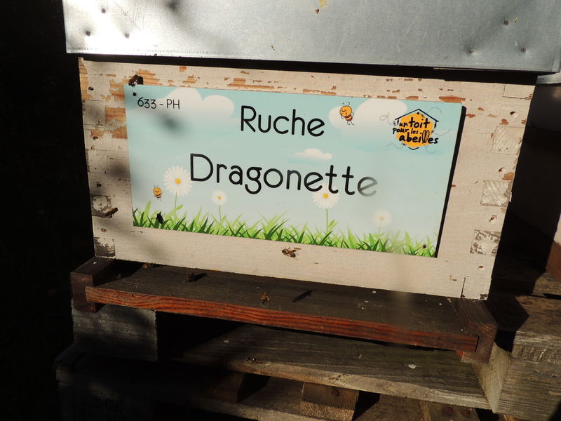 La ruche Dragonette