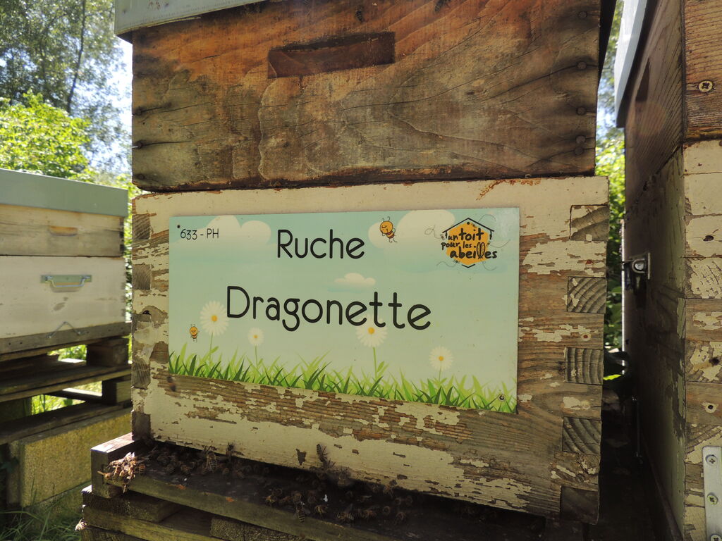 La ruche Dragonette
