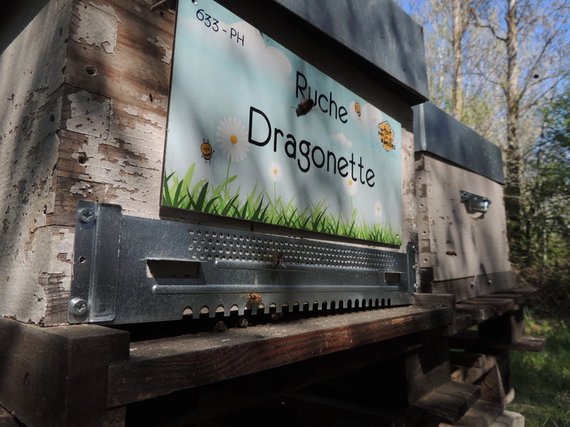 La ruche Dragonette