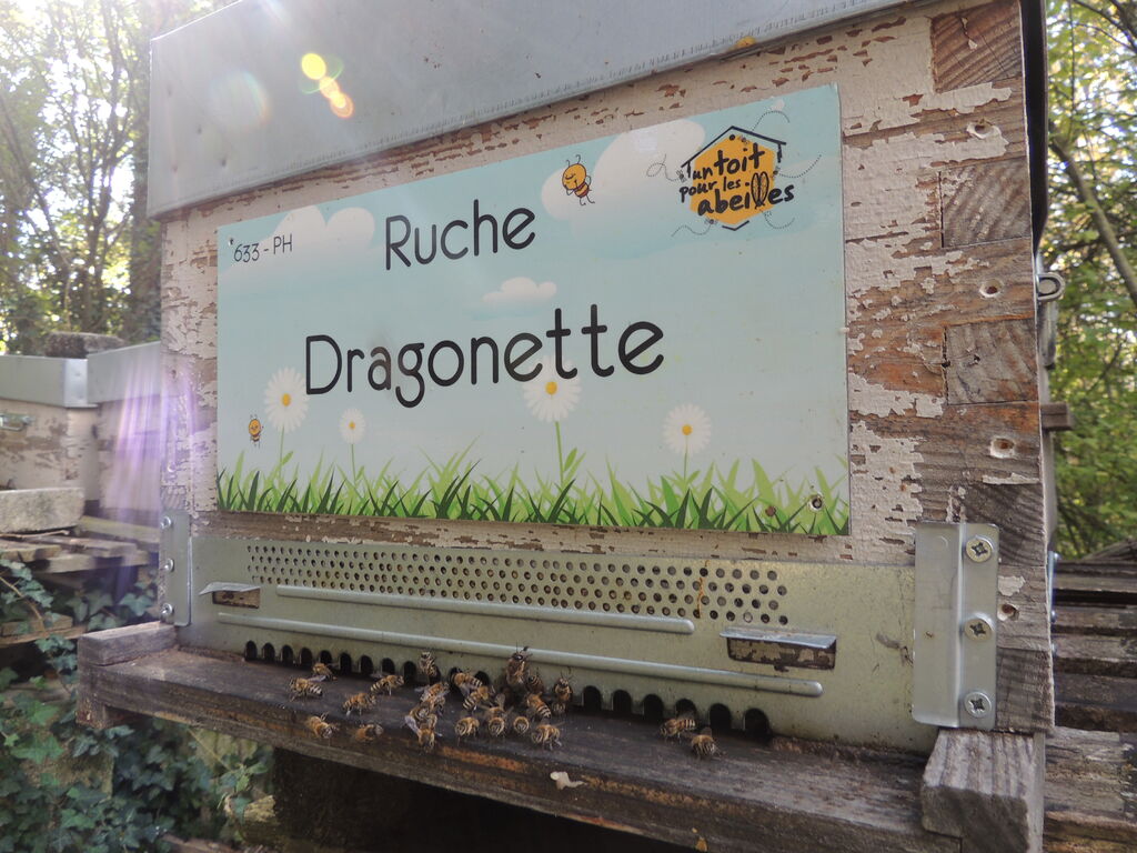 La ruche Dragonette