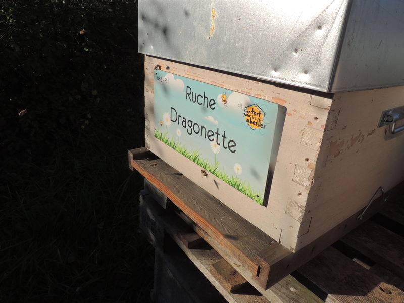 La ruche Dragonette