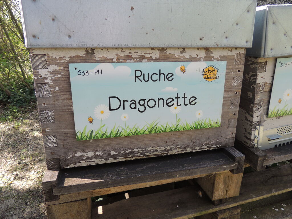La ruche Dragonette