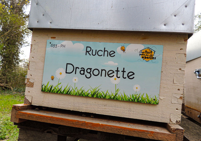 La ruche Dragonette
