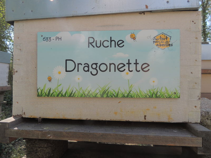 La ruche Dragonette