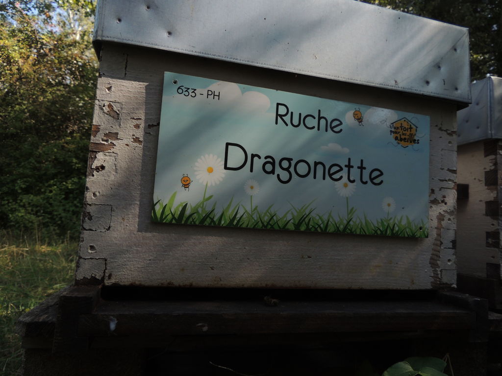 La ruche Dragonette