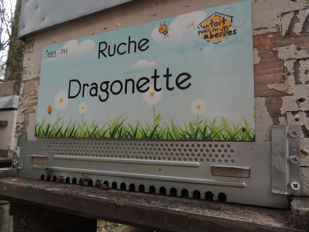 La ruche Dragonette