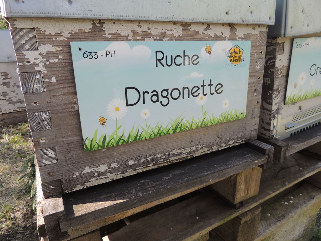 La ruche Dragonette