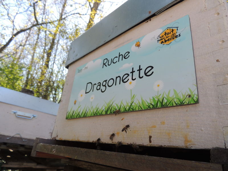La ruche Dragonette