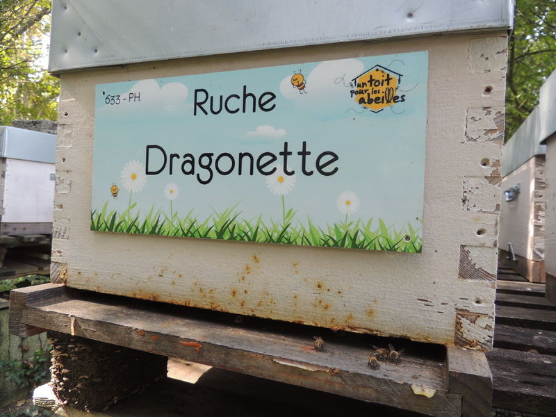 La ruche Dragonette