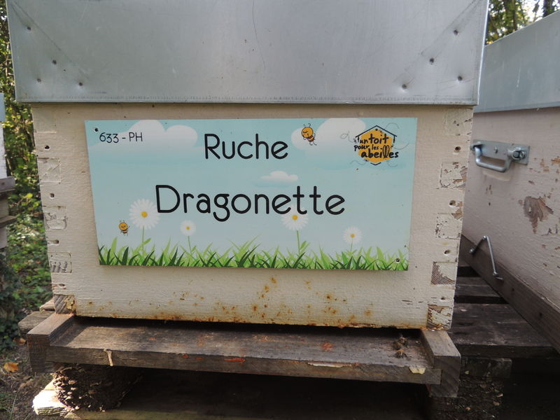 La ruche Dragonette
