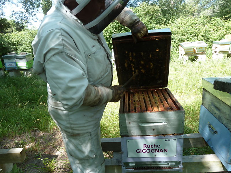 La ruche Gigognan