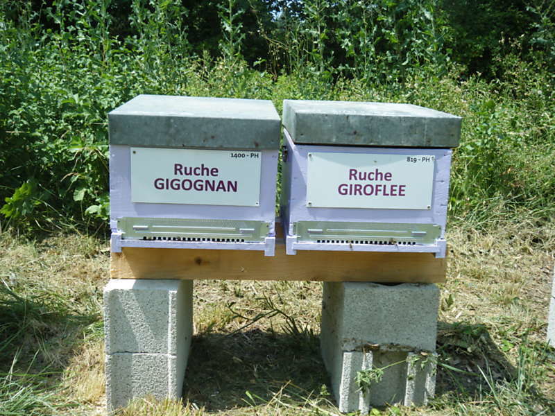 La ruche Gigognan