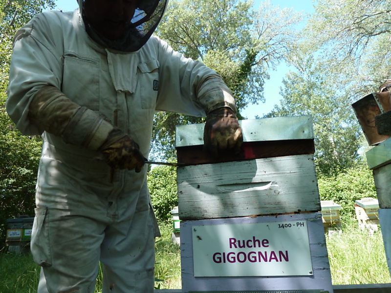 La ruche Gigognan