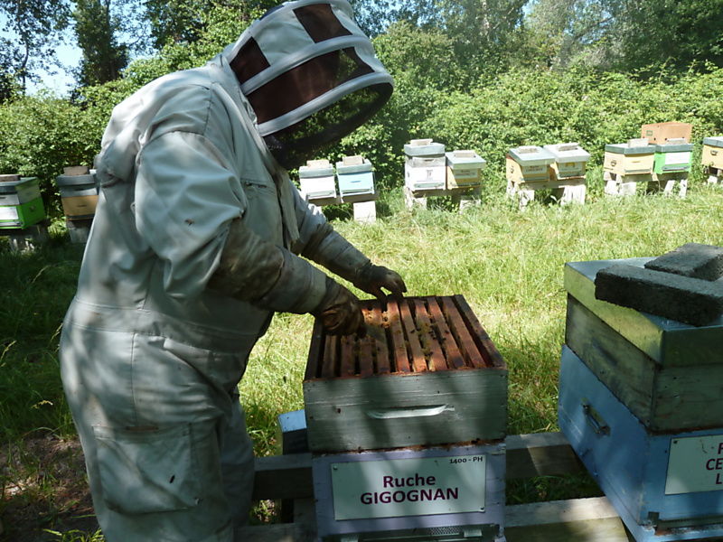 La ruche Gigognan