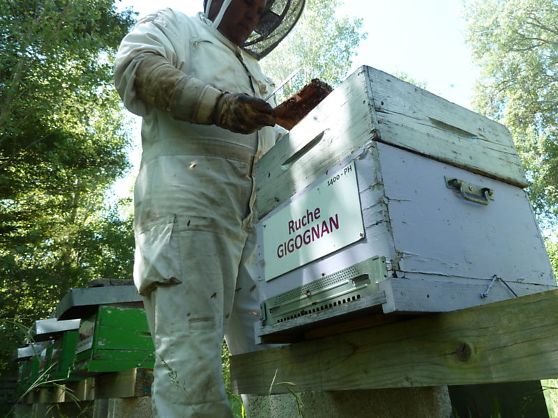 La ruche Gigognan