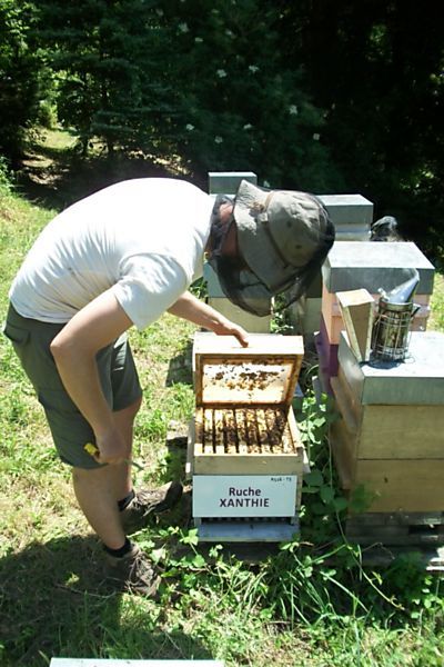 La ruche Xanthie