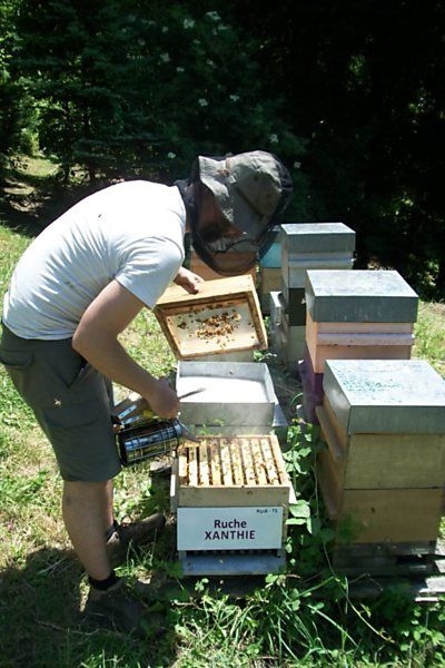 La ruche Xanthie