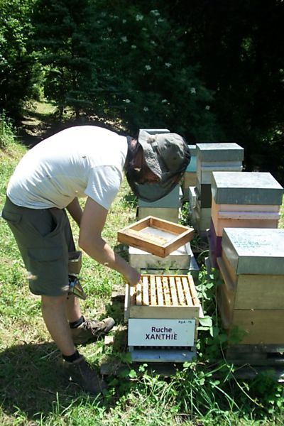 La ruche Xanthie