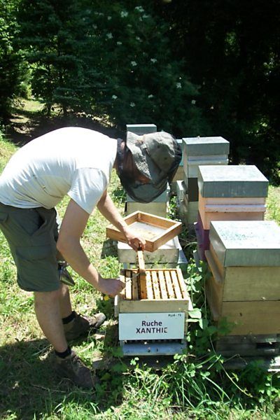 La ruche Xanthie