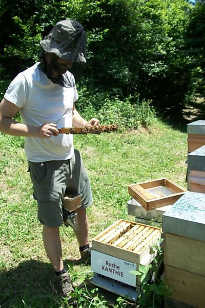 La ruche Xanthie