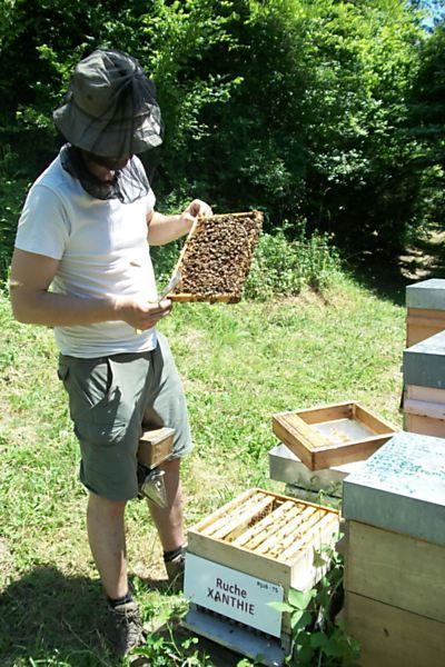 La ruche Xanthie