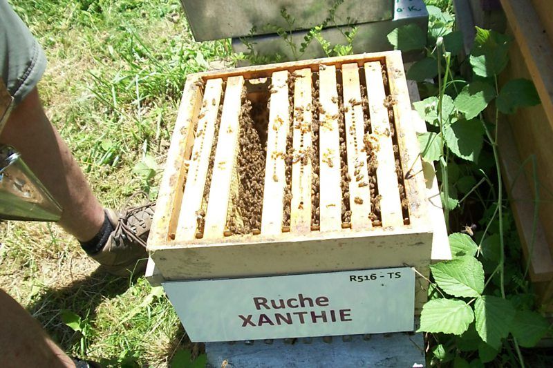 La ruche Xanthie