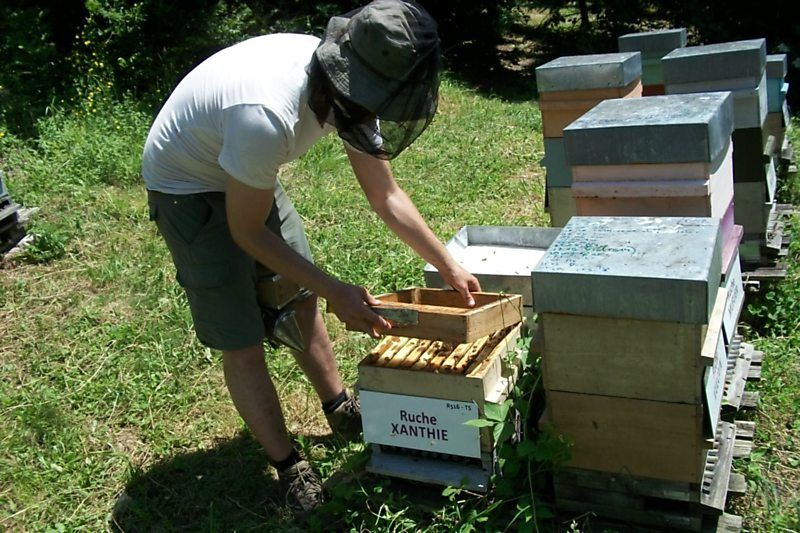 La ruche Xanthie