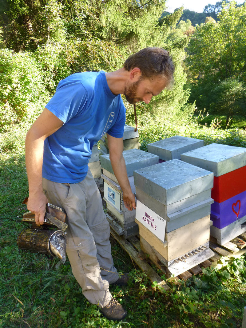 La ruche Xanthie