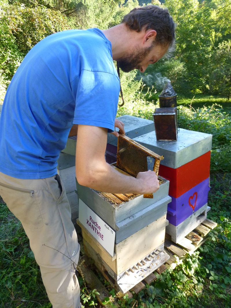 La ruche Xanthie