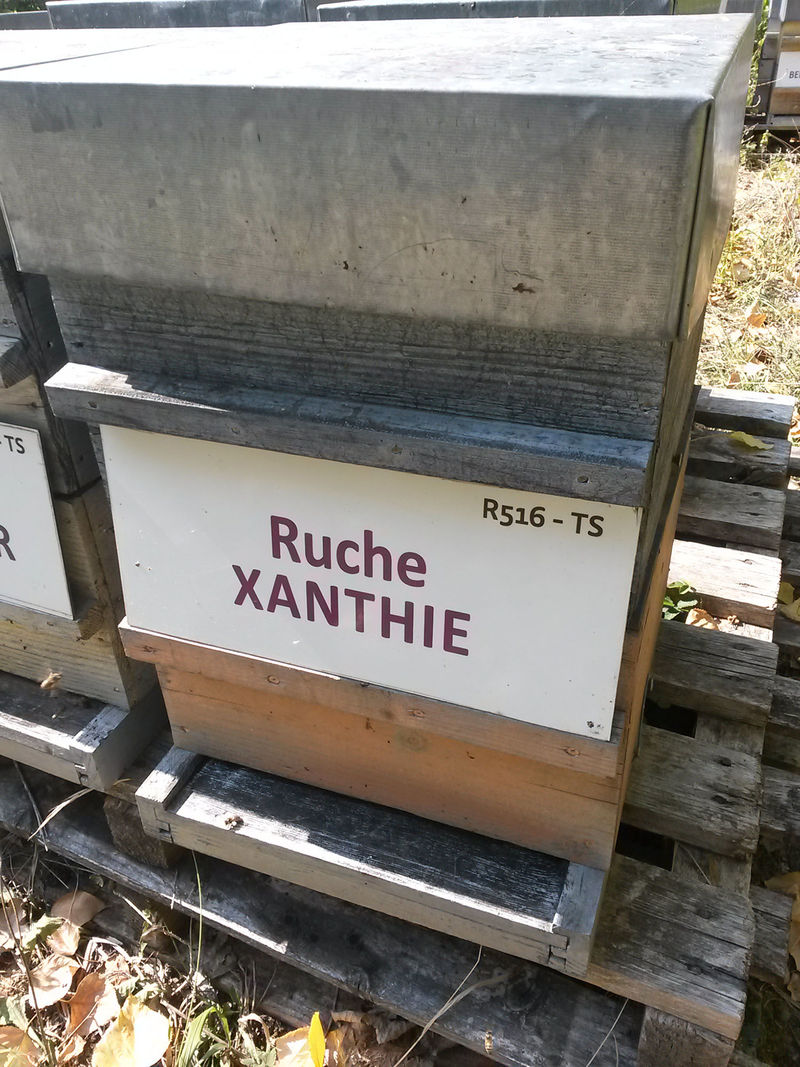 La ruche Xanthie