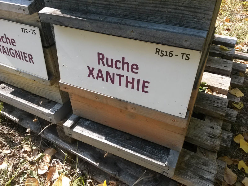La ruche Xanthie