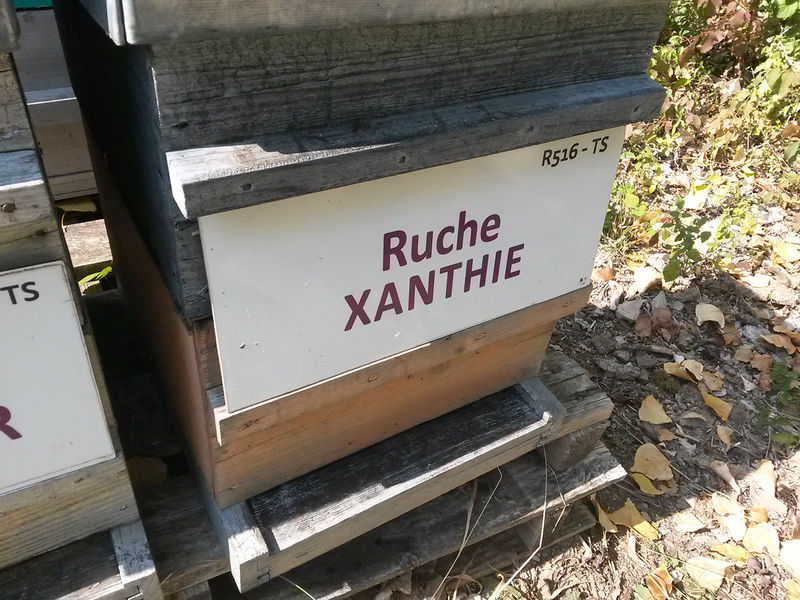 La ruche Xanthie