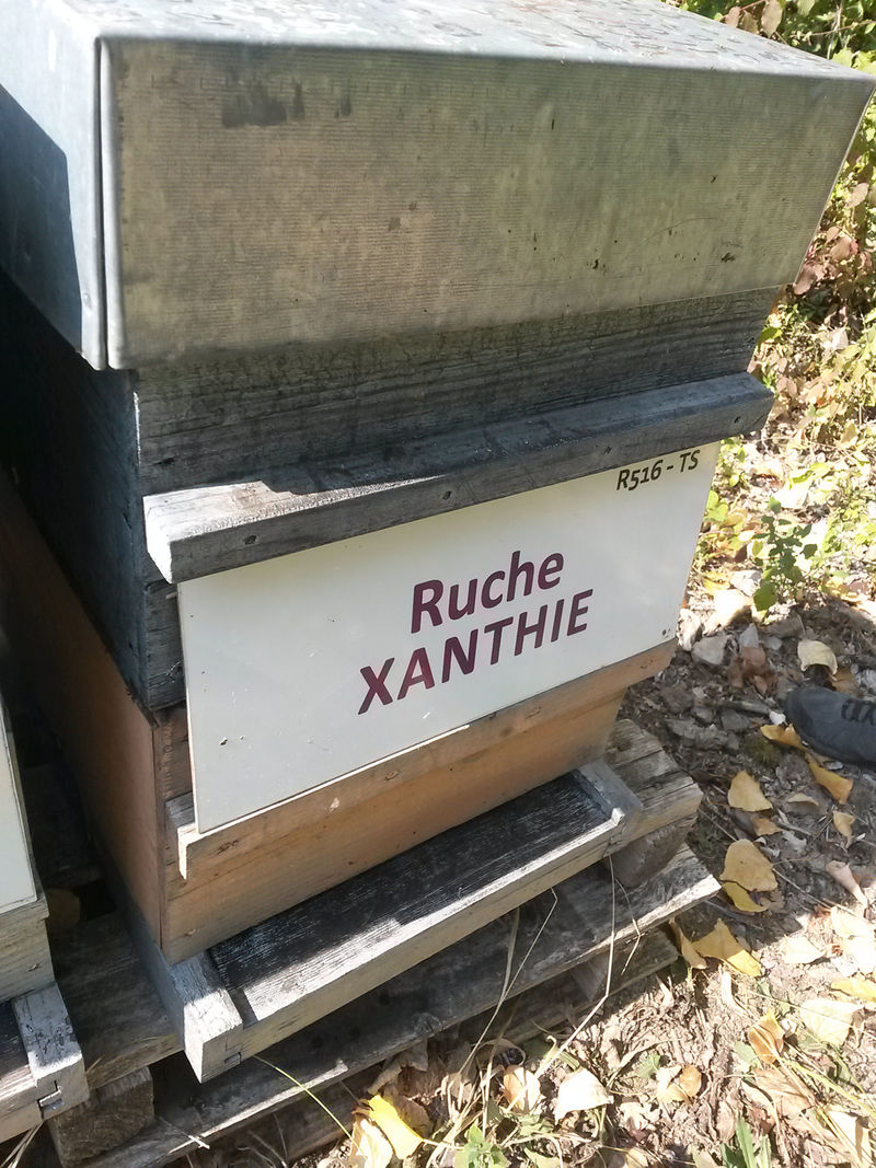 La ruche Xanthie