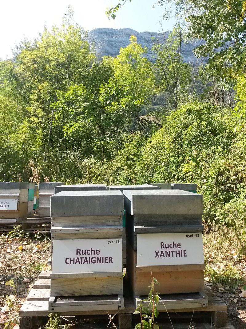 La ruche Xanthie