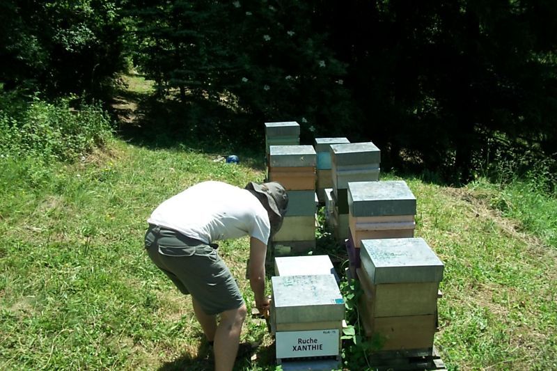 La ruche Xanthie