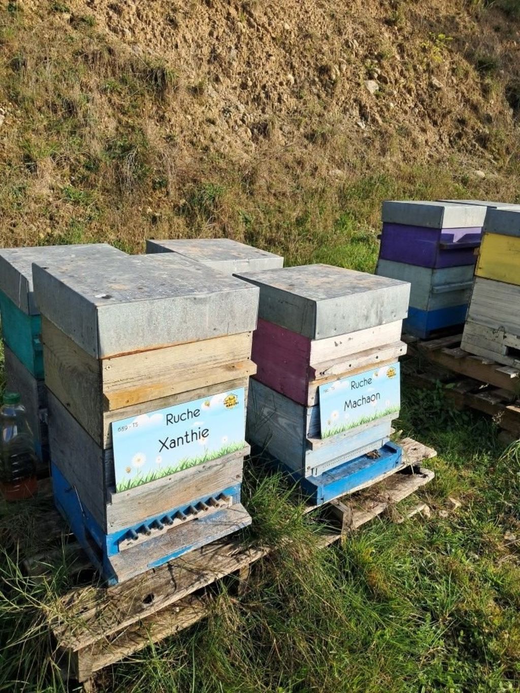 La ruche Xanthie