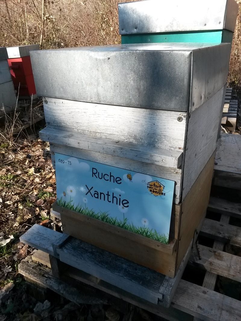 La ruche Xanthie