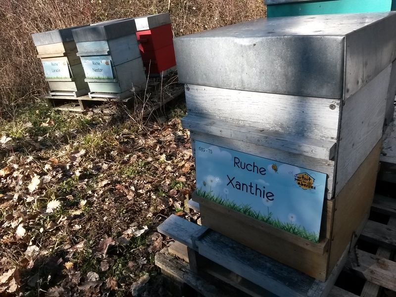 La ruche Xanthie