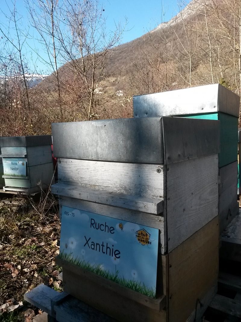 La ruche Xanthie