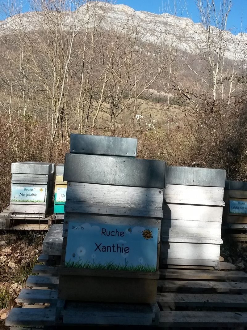 La ruche Xanthie
