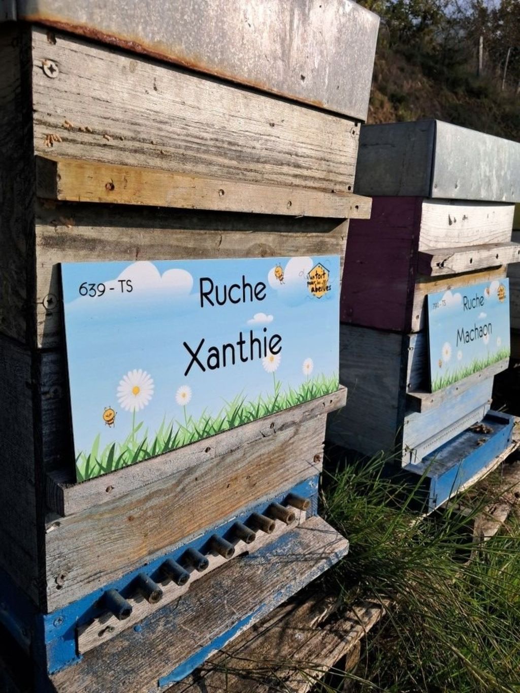 La ruche Xanthie