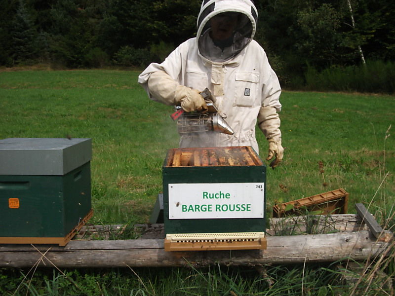 La ruche Barge rousse