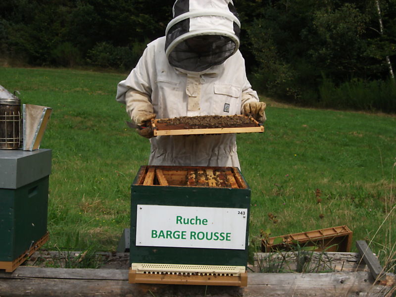 La ruche Barge rousse