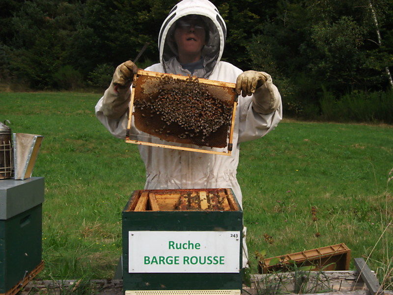 La ruche Barge rousse