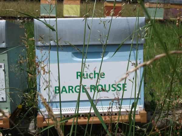 La ruche Barge rousse