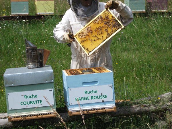 La ruche Barge rousse