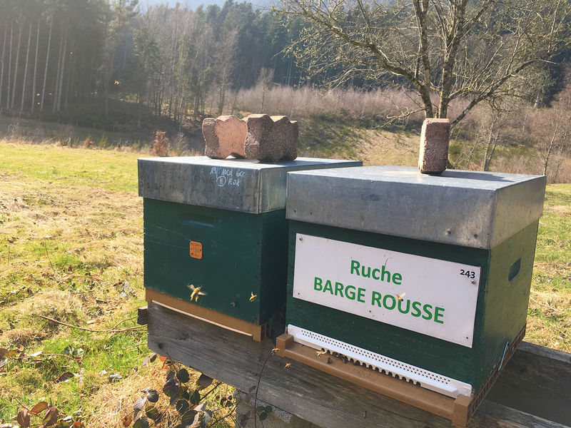 La ruche Barge rousse